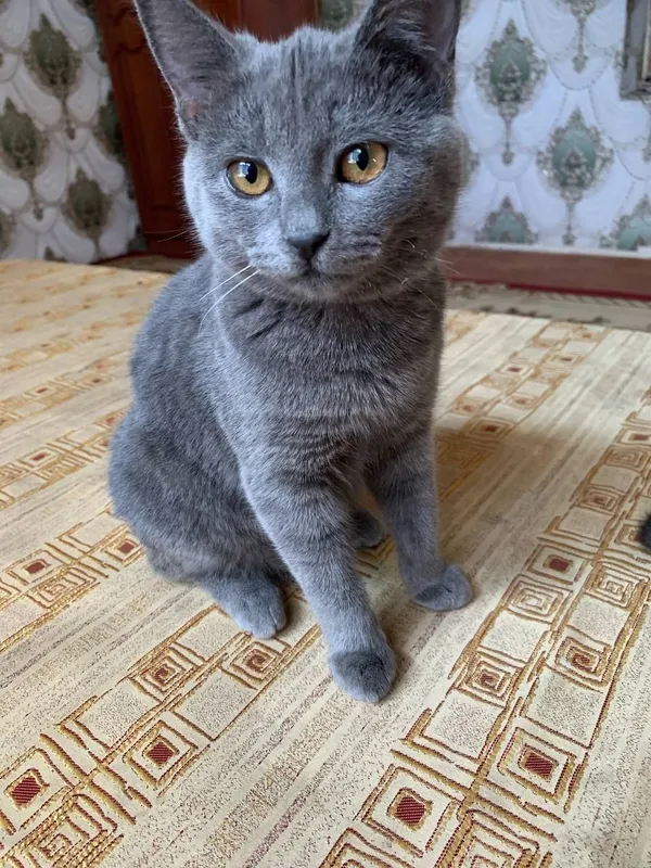 Mushuklar sotuvda 5 Mushuklar sotuvda 5