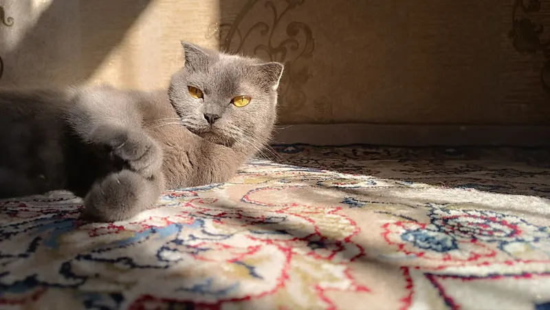 кошка скоттиш фолд — фото 1