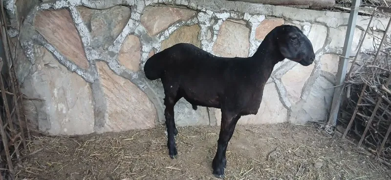 3 yarim oylik Qoʻchqor barra 3 yarim oylik Qoʻchqor barra