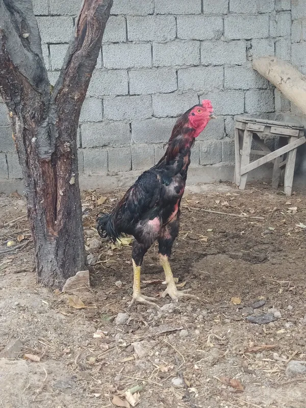 Dakan xoʻroz sotiladi 4 Dakan xoʻroz sotiladi 4