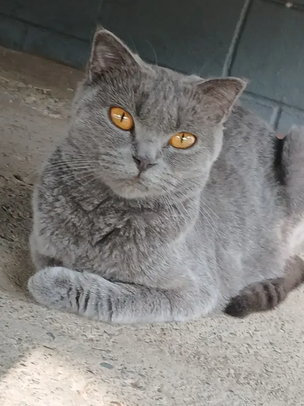 Британский кот Британский кот