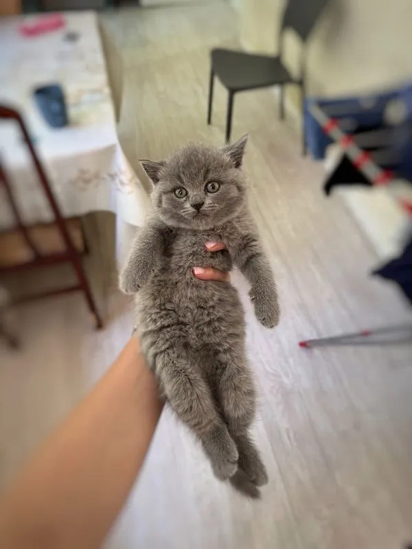 Котята скотиш страйт