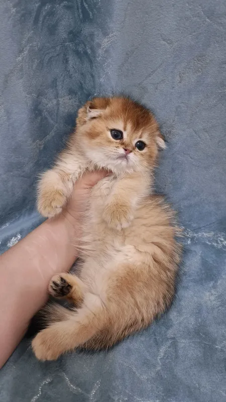 Продаётся чистокровные шотландские котята — фото 2