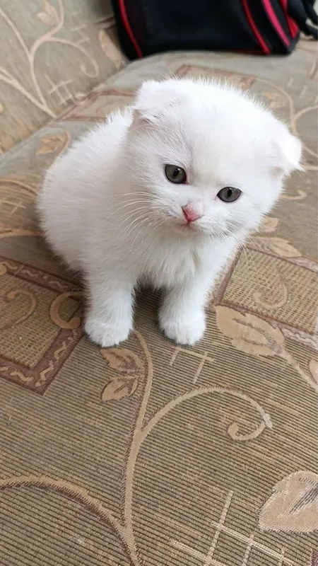 Котик шиншилла Фолд 2 месяцев 5 Котик шиншилла Фолд 2 месяцев 5