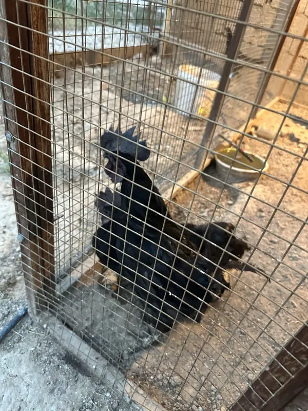 Horoz sotiladi zotli tuhmga zor 3 tasi zotli bittasi hashaki 1 Horoz sotiladi zotli tuhmga zor 3 tasi zotli bittasi hashaki 1