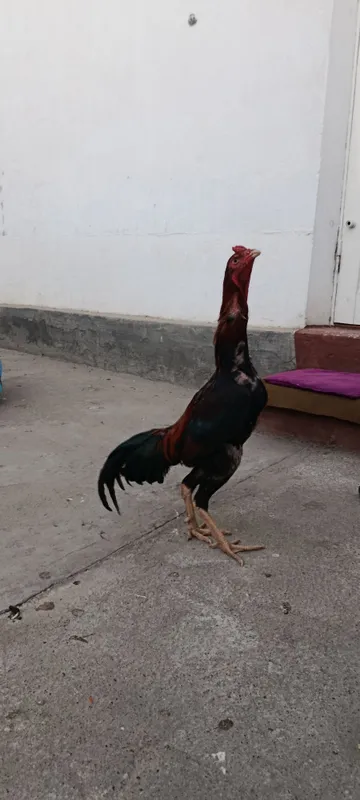 Toza dakan jujala 5 Toza dakan jujala 5