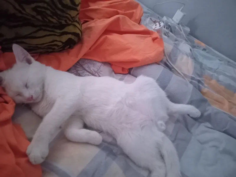 Кошка 3 Кошка 3