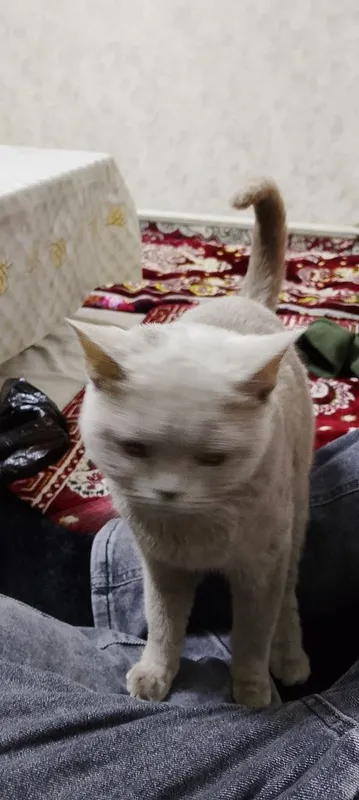 Продаю кошку британская кошка — фото 1