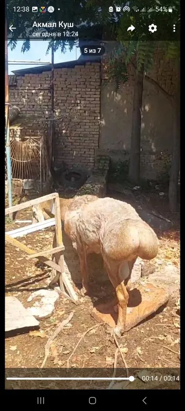 Кузи 3 та кучкар 7 та ургочи