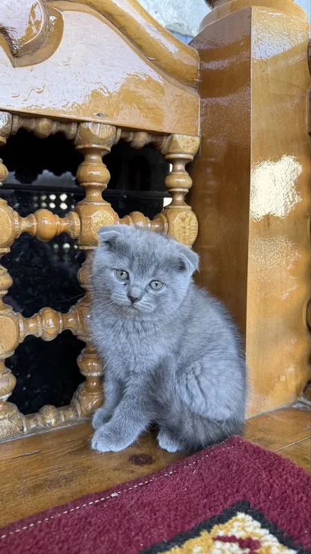 Британские кошки — фото 5