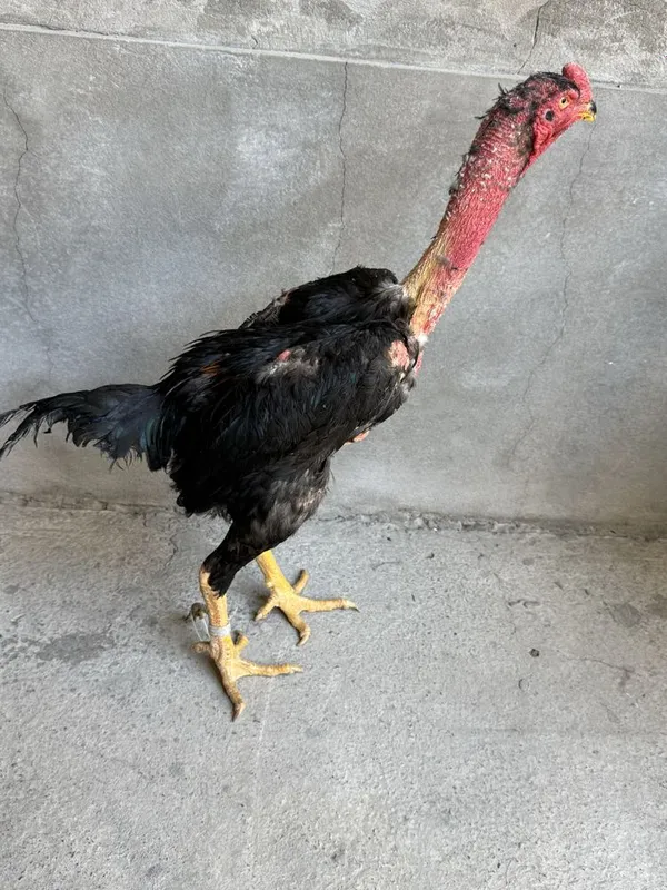 Dakan xoroz 9 oylik urushmagan 3kilo — фото 1