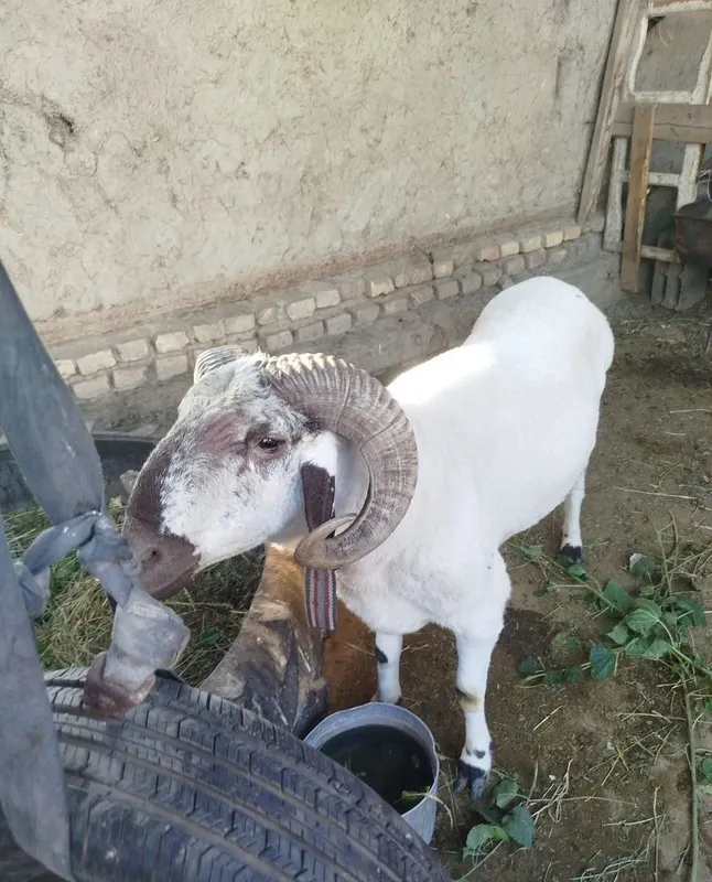 Qoʻchqor sotiladi 2 yoshar narxini kelishamiz 1 Qoʻchqor sotiladi 2 yoshar narxini kelishamiz 1
