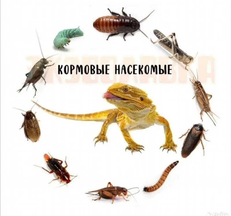 Насекомых кормовые