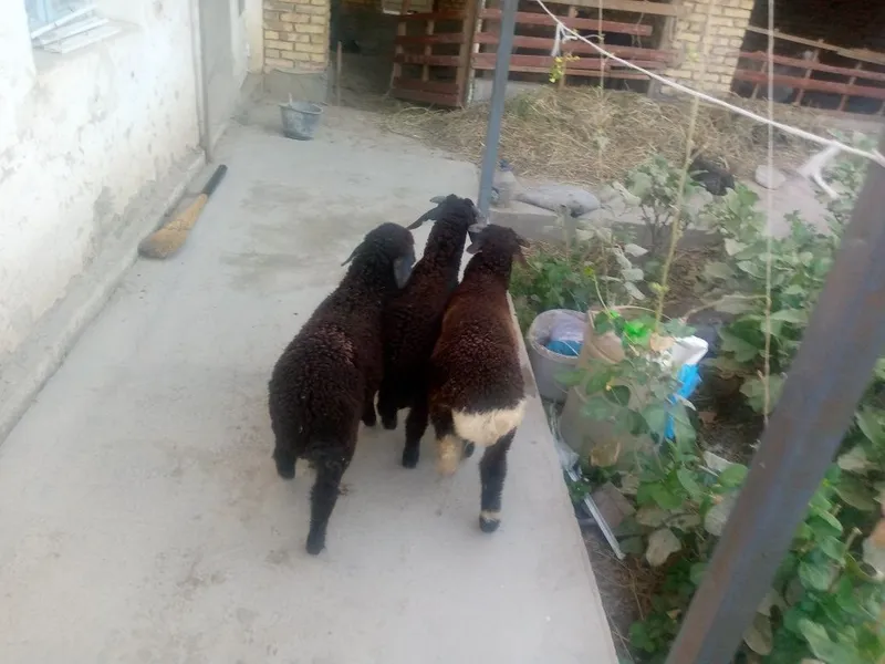 2 nar bir moda semiz barra 2