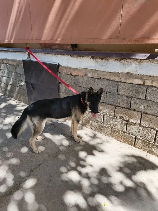 Sharqiy Yevropa ovcharkasi, erkak it, mehribon qo‘llarga beriladi 3 Sharqiy Yevropa ovcharkasi, erkak it, mehribon qo‘llarga beriladi 3