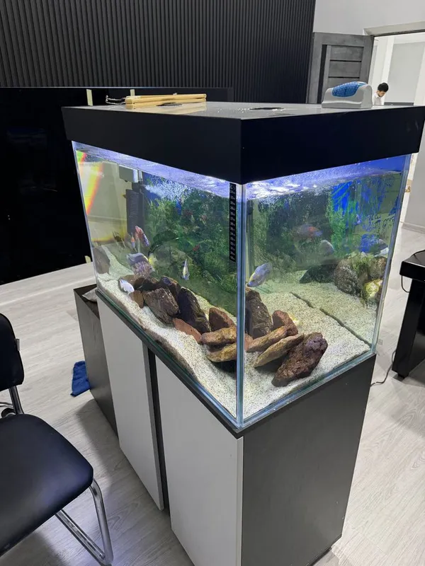 Akvarium sotiladi! Baliqlari bilan 1 Akvarium sotiladi! Baliqlari bilan 1