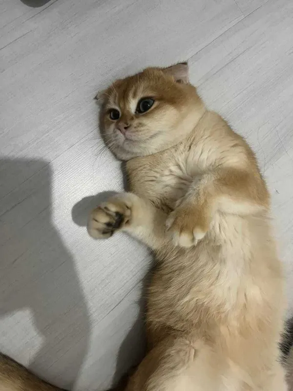Шотландский вислоухий (Scottish Fold) 9 месячный. 6 Шотландский вислоухий (Scottish Fold) 9 месячный. 6