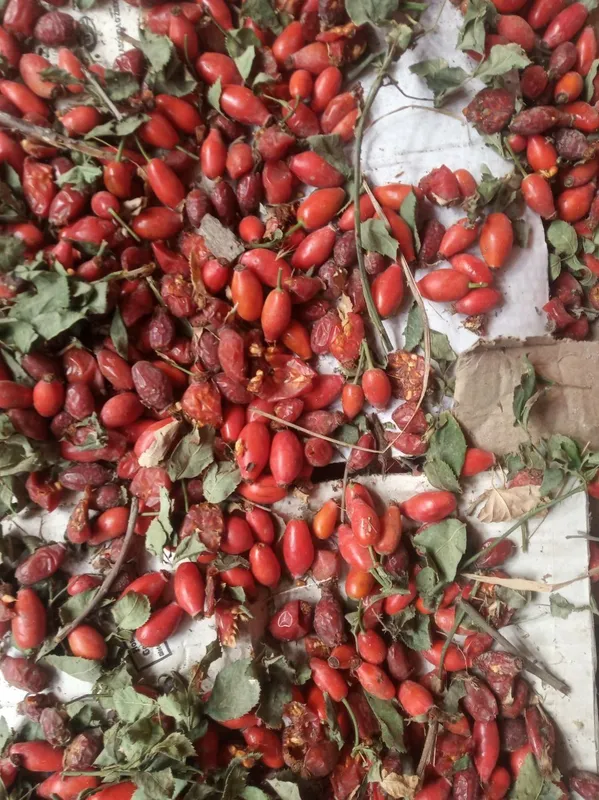 Гожи бутаси goji ko'chatlari — фото 2
