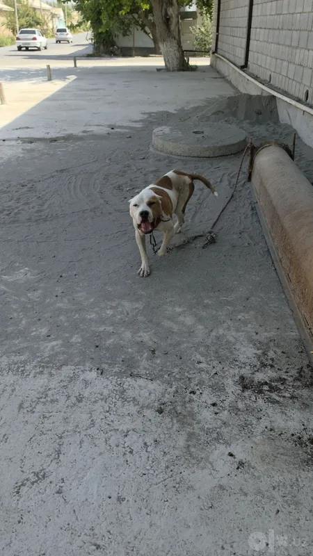Pitbull 1.5 yosh 4 Pitbull 1.5 yosh 4