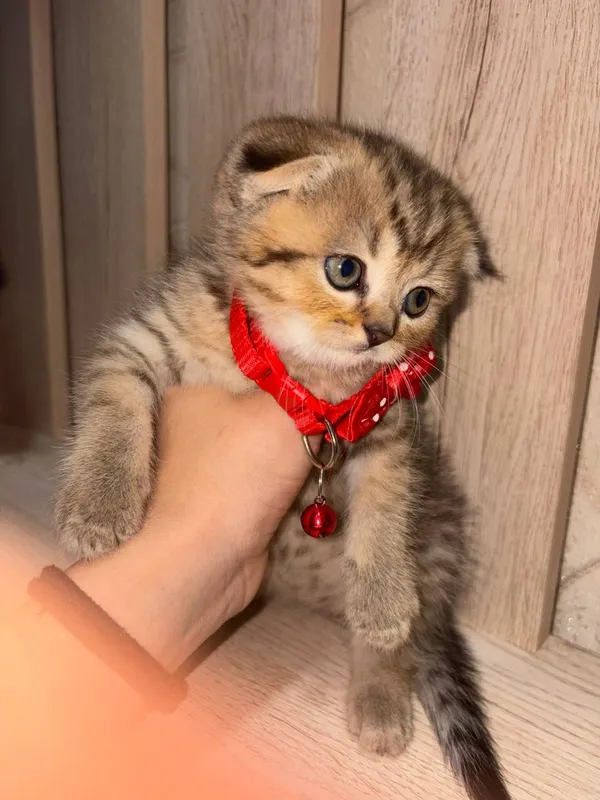 Скоттиш фолд продажа 2 Скоттиш фолд продажа 2