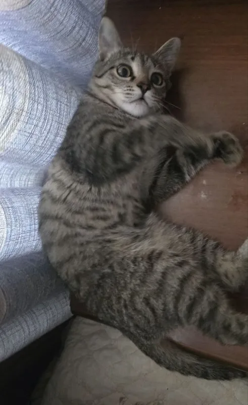 Кот 7 месяцев, с паспортом, зовут Шустрик