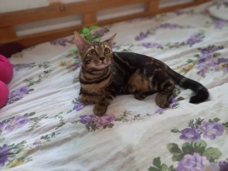 Bengalskiy mushuk 1 Bengalskiy mushuk 1