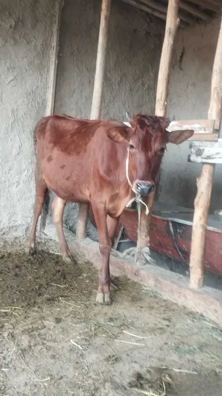 Gʻunajin, 1yoshar 2oylik Gʻunajin, 1yoshar 2oylik