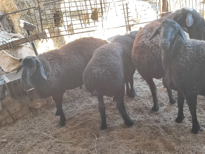 Qo'chqorlar sotiladi badani semiz 3