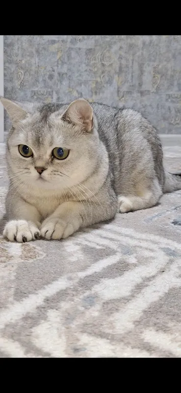 Mushuk sotiladi serebristiy strayt 2 Mushuk sotiladi serebristiy strayt 2