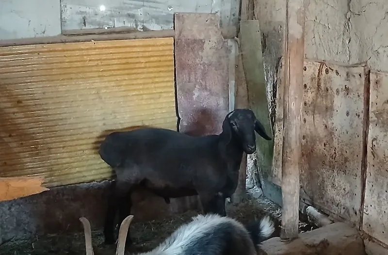 Hisori qoʻchqor barra sotiladi 7 Hisori qoʻchqor barra sotiladi 7