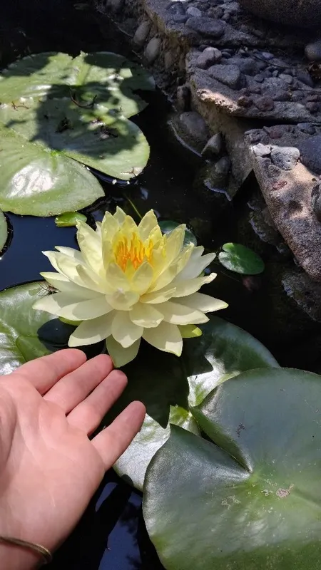 Лилия жёлтая, водяная