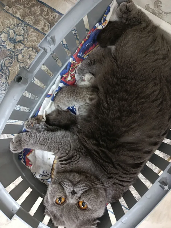 Котята 3 Котята 3