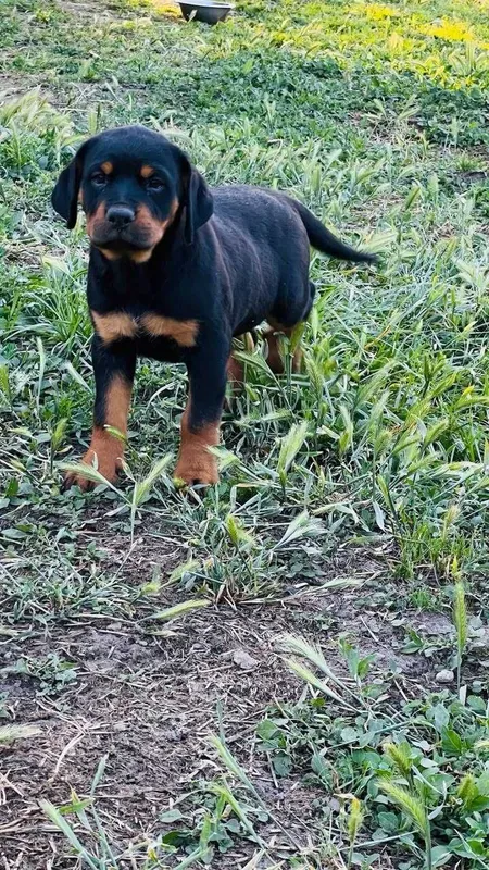 Продаются щенки ротвейлера — фото 4