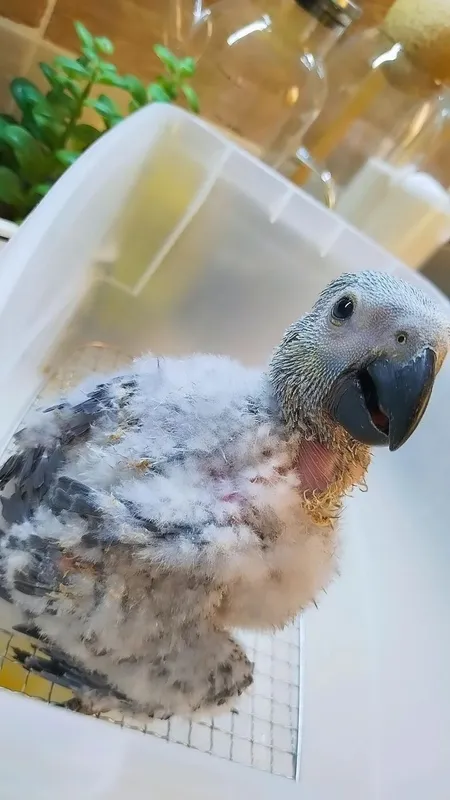 Jako Kongo bolasi 1