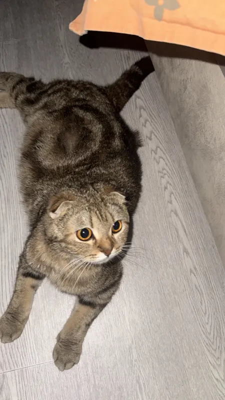 Zotdor mushukchalar sotiladi, Scottish Fold 1 Zotdor mushukchalar sotiladi, Scottish Fold 1