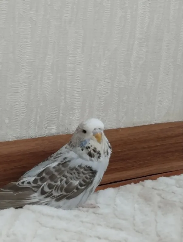 Волнистые попугаи — фото 3