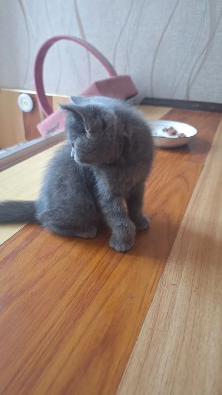 Котята кошка кошечка Mushuk 2