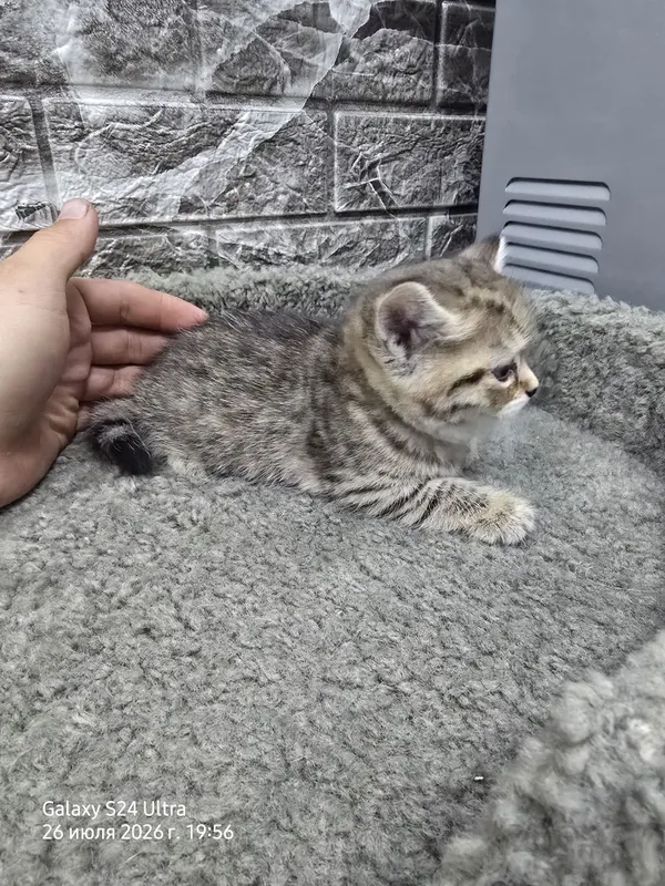 Котята серебристая и золотая шиншила 7