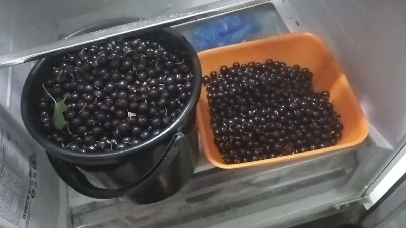 Продам черную смородину