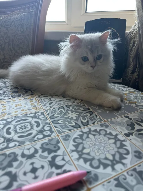 Продаётся чистокровный шотландский котёнок — фото 3