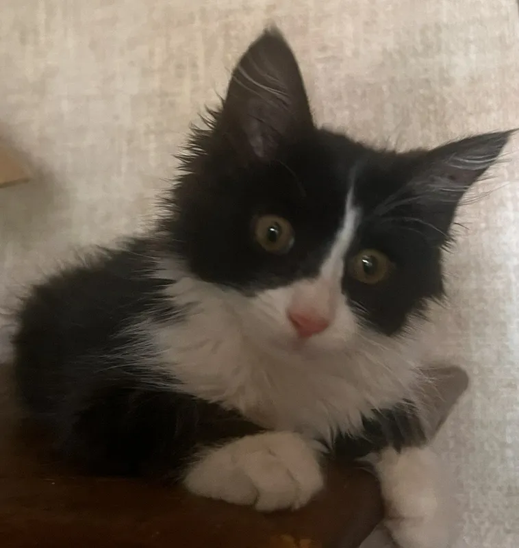 Отдаю котенка около 2месяцев 2 Отдаю котенка около 2месяцев 2