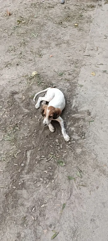 Spaniel kuchugi uy izlamoqda 9 Spaniel kuchugi uy izlamoqda 9