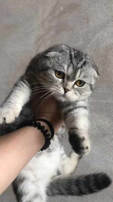 Британская кот продаю — фото 4