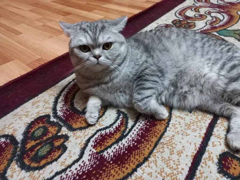 Продаётся кошка!!! 1 Продаётся кошка!!! 1