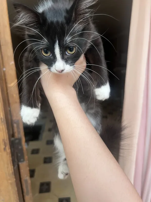 Котята в добрые руки, Ласковые и игривые котята ,Домашние котята 1 Котята в добрые руки, Ласковые и игривые котята ,Домашние котята 1