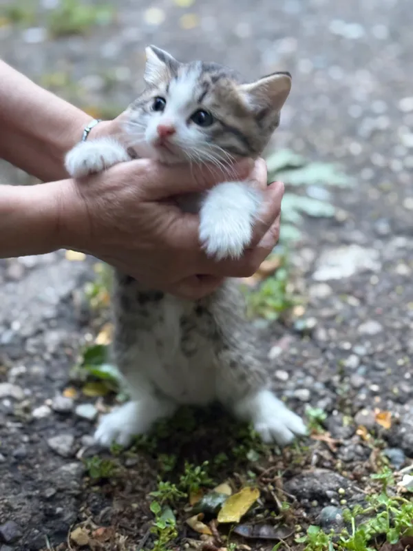 Ищем дом для котят — фото 3