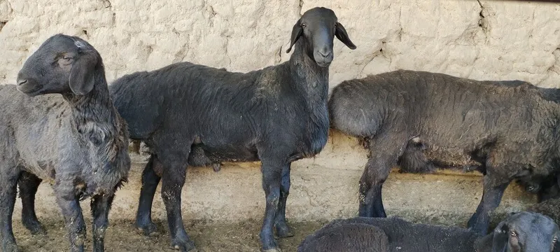 Qurbonlikka qöchqorlar sotiladi — фото 1