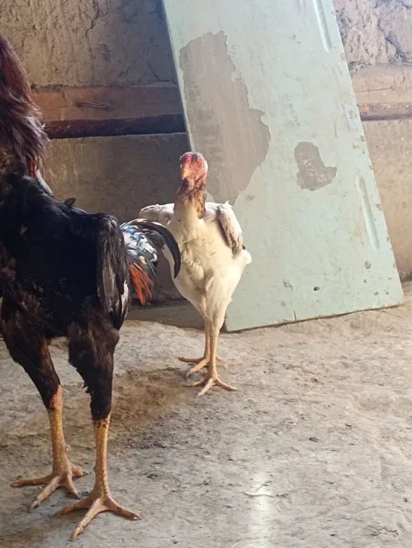 Shamo makion sotuvda juja hali privaznoy 3 Shamo makion sotuvda juja hali privaznoy 3