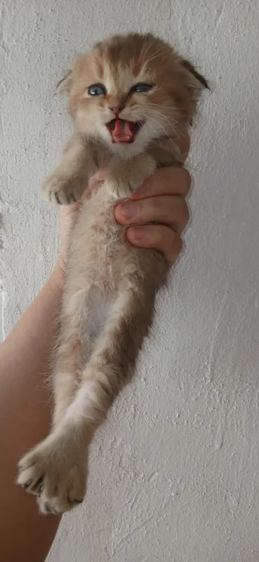 скотиш фолд котёнок 2 скотиш фолд котёнок 2