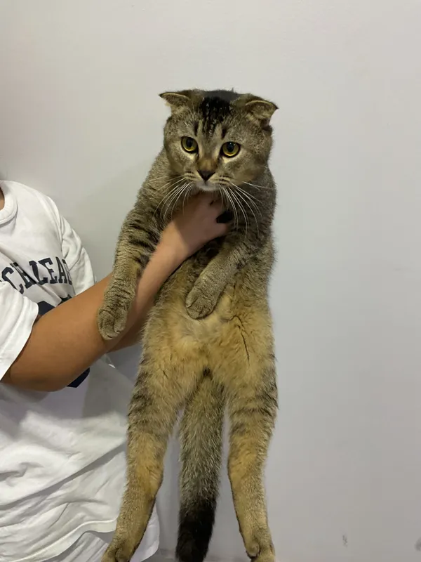 Шотландская вислоухая кошка 2 Шотландская вислоухая кошка 2